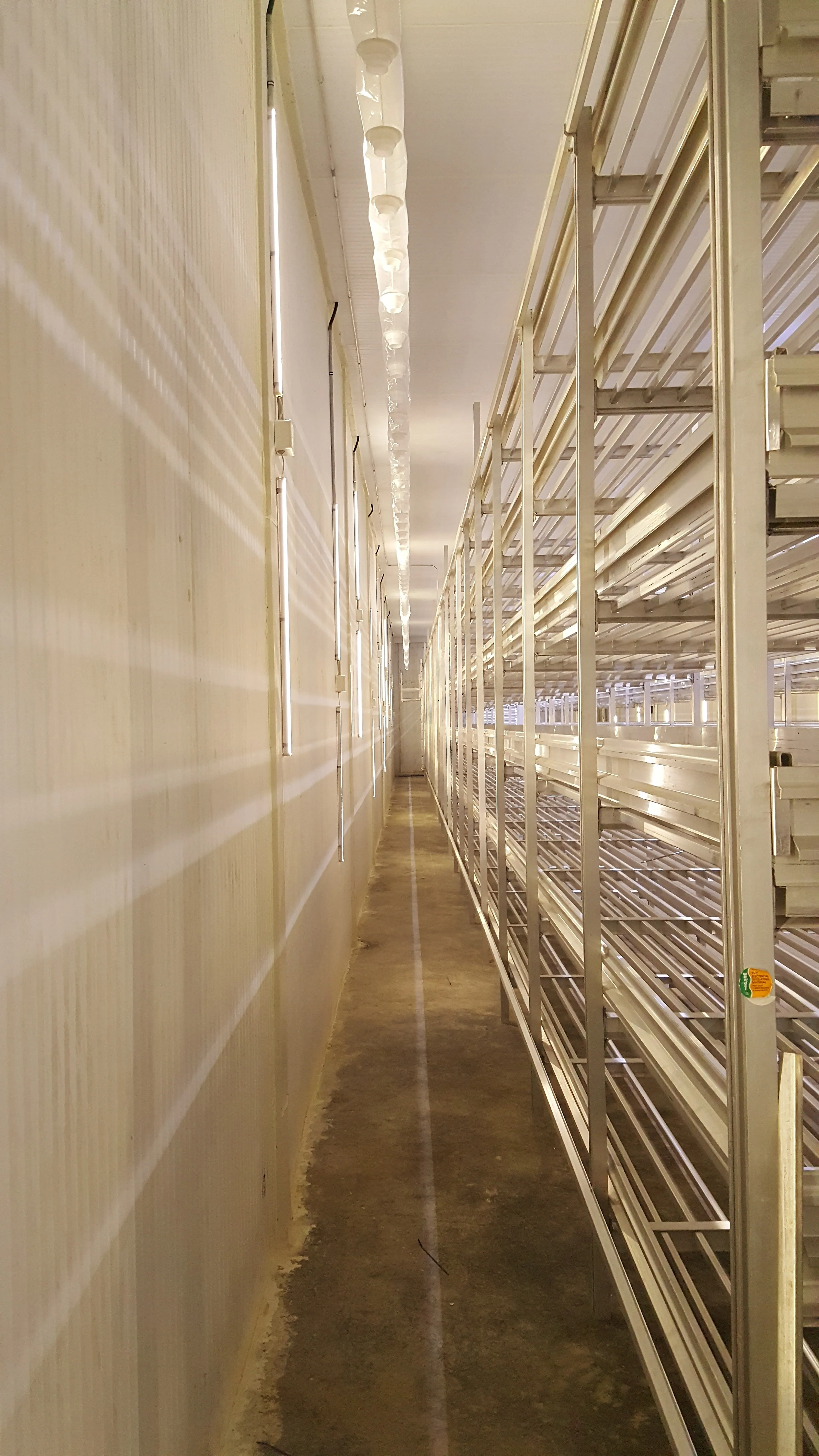 TBN International growing racks — wide view across the hall